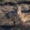 Pair of Coyotes (Canis latrans) hunt rodents on a farm along the Umpqua River near Elkton, Douglas County, Oregon, USA
